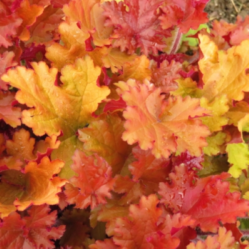 Heuchera Crazy Amber de vânzare, preț bun ❤️ FloraPris