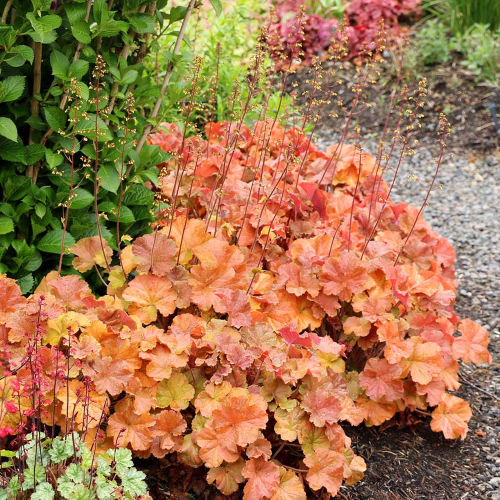 Heuchera Crazy Amber de vânzare, preț bun. Veșnic verde ❤️ FloraPris