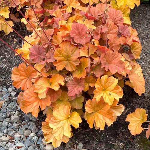 Heuchera Crazy Amber de vânzare. Veșnic verde ❤️ FloraPris Heuchera Crazy Amber de vânzare. Veșnic verde ❤️ FloraPris