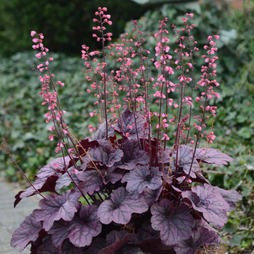 Heuchera Grape Timeless de vanzare la ghiveci, preț bun ❤️ FloraPris