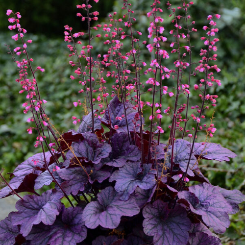 Heuchera Grape Timeless în ghiveci, preț bun ❤️ FloraPris