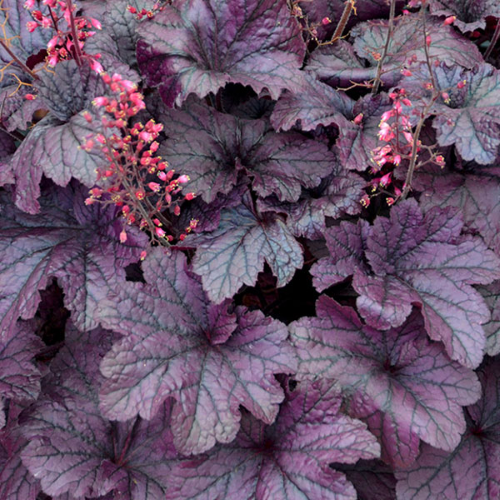 Heuchera Grape Timeless la ghiveci, preț bun ❤️ FloraPris Heuchera Grape Timeless la ghiveci, preț bun ❤️ FloraPris