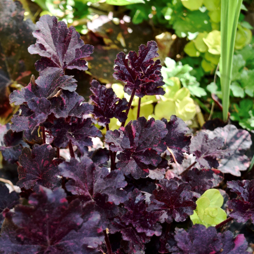 Heuchera Midnight Rose de vanzare în ghiveci, preț bun. Veșnic verde ❤️ FloraPris Heuchera Midnight Rose de vanzare în ghiveci, preț bun. Veșnic verde ❤️ FloraPris