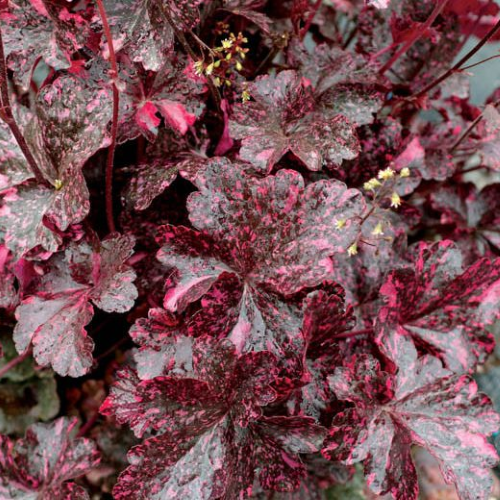 Heuchera Midnight Rose în ghiveci, preț bun. Veșnic verde ❤️ FloraPris