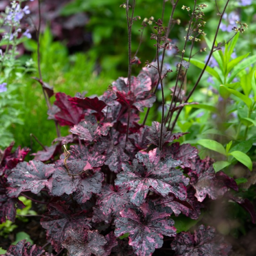 Heuchera Midnight Rose în ghiveci. Veșnic verde ❤️ FloraPris Heuchera Midnight Rose în ghiveci. Veșnic verde ❤️ FloraPris