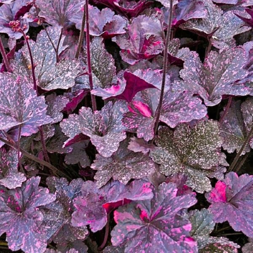 Heuchera Midnight Rose la ghiveci, preț bun. Veșnic verde ❤️ FloraPris