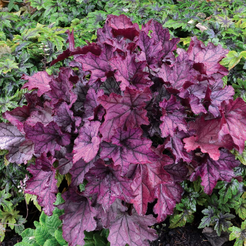 Heuchera Spellbound de vanzare în ghiveci, preț bun. Veșnic verde ❤️ FloraPris