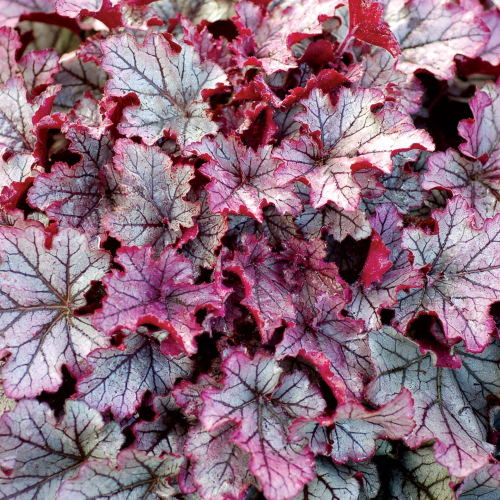 Heuchera Spellbound de vanzare în ghiveci, preț bun. ❤️ FloraPris Heuchera Spellbound de vanzare în ghiveci, preț bun. ❤️ FloraPris