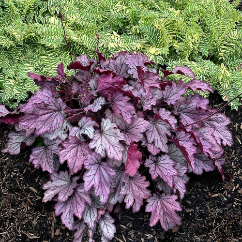 Heuchera Spellbound în ghiveci, preț bun. Veșnic verde ❤️ FloraPris