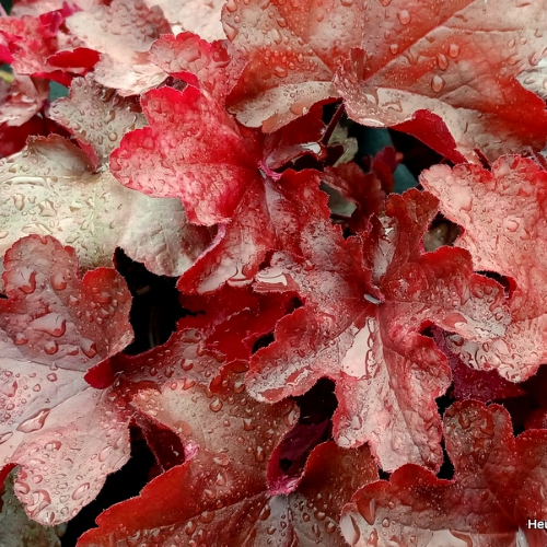 Heuchera World Caffe Vienna de vanzare în ghiveci. Veșnic verde ❤️ FloraPris Heuchera World Caffe Vienna de vanzare în ghiveci. Veșnic verde ❤️ FloraPris