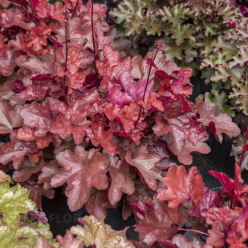 Heuchera World Caffe Vienna în ghiveci, pret hun. Veșnic verde ❤️ FloraPris Heuchera World Caffe Vienna în ghiveci, pret hun. Veșnic verde ❤️ FloraPris