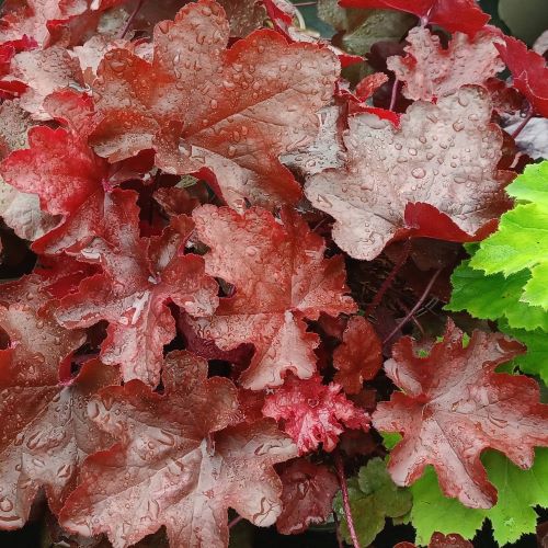 Heuchera World Caffe Vienna în ghiveci. Veșnic verde ❤️ FloraPris