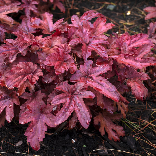 Heucherella Red Rover de vanzare în ghiveci, preț bun ❤️ FloraPris Heucherella Red Rover de vanzare în ghiveci, preț bun ❤️ FloraPris