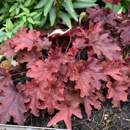 Heucherella Red Rover de vanzare în ghiveci, preț bun. Veșnic verde ❤️ FloraPris Heucherella Red Rover de vanzare în ghiveci, preț bun. Veșnic verde ❤️ FloraPris