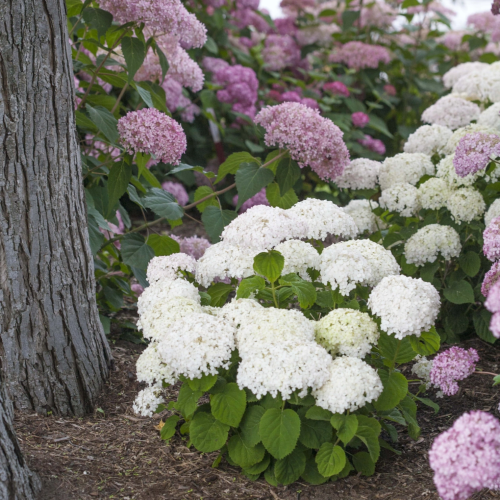 Hydrangea arborescens Bellaragazza Blanchetta de vanzare în ghiveci 6l ❤️ FloraPris Hydrangea arborescens Bellaragazza Blanchetta de vanzare în ghiveci 6l ❤️ FloraPris