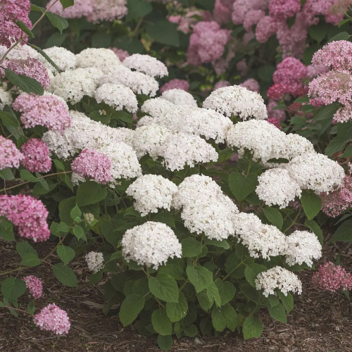 Hydrangea arborescens Bellaragazza Blanchetta în ghiveci 6l ❤️ FloraPris