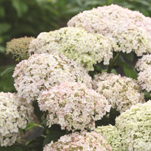 Hydrangea arborescens Bellaragazza Blanchetta în ghiveci 6l. Varietate pitica ❤️ FloraPris Hydrangea arborescens Bellaragazza Blanchetta în ghiveci 6l. Varietate pitica ❤️ FloraPris