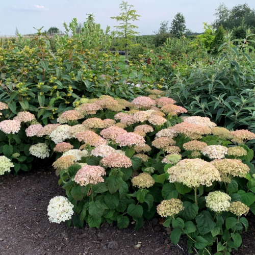Hydrangea arborescens Bellaragazza Blanchetta la ghiveci 6l ❤️ FloraPris Hydrangea arborescens Bellaragazza Blanchetta la ghiveci 6l ❤️ FloraPris