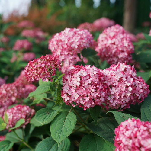 Hydrangea arborescens Ruby Annabelle la ghiveci 6l ❤️ FloraPris