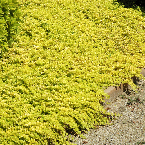 Lysimachia Goldilocks de vanzare în ghiveci preț bun. Acoperitor de sol ❤️ FloraPris