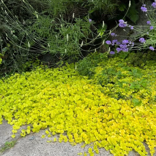 Lysimachia Goldilocks de vanzare la ghiveci preț bun. Acoperitor de sol ❤️ FloraPris