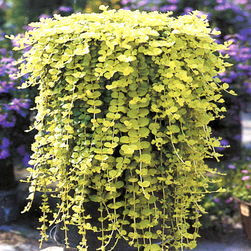 Lysimachia Goldilocks la ghiveci preț bun. Acoperitor de sol ❤️ FloraPris
