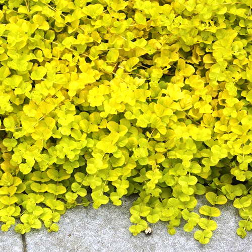 Lysimachia Goldilocks la ghiveci preț mic. Acoperitor de sol ❤️ FloraPris Lysimachia Goldilocks la ghiveci preț mic. Acoperitor de sol ❤️ FloraPris