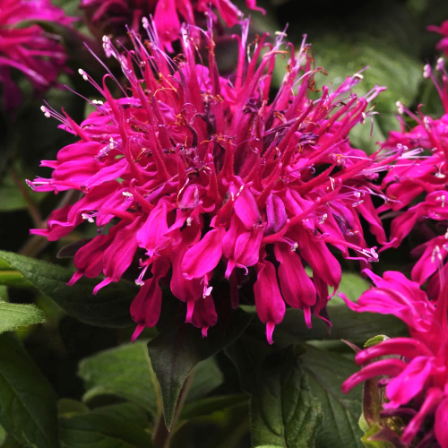 Monarda de vanzare la ghiveci preț bun. Plantă meliferă ❤️ FloraPris