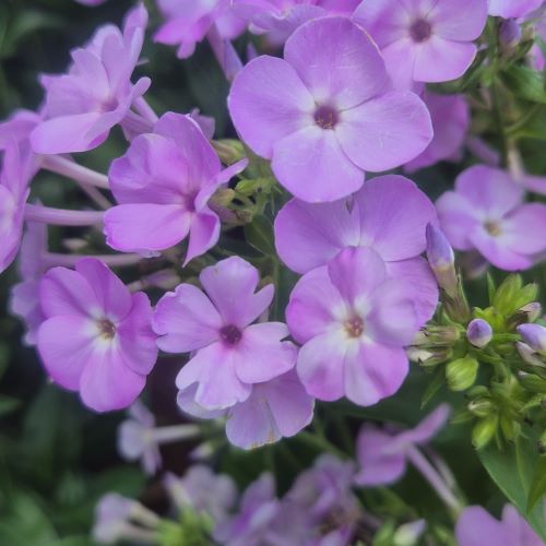 Phlox Paniculata Opening Act Blush de vanzare la ghiveci pret bun ❤️ FloraPris Phlox Paniculata Opening Act Blush de vanzare la ghiveci pret bun ❤️ FloraPris
