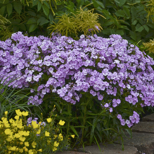 Phlox Paniculata Opening Act Blush in ghiveci pret bun ❤️ FloraPris
