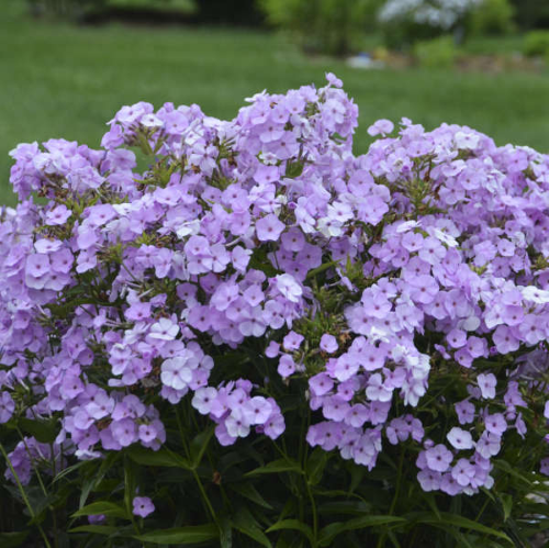 Phlox Paniculata Opening Act Blush la ghiveci pret bun ❤️ FloraPris