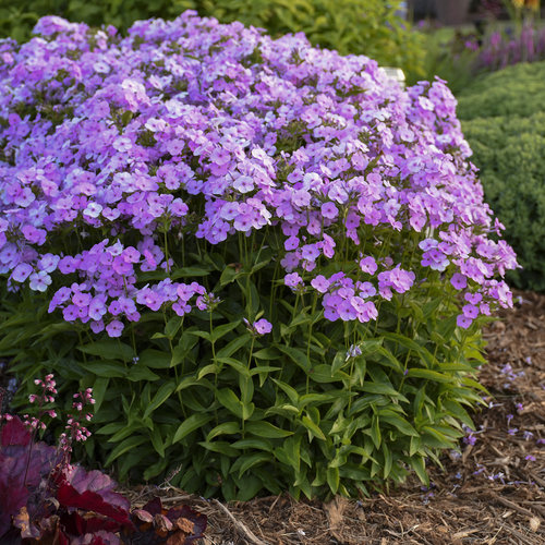 Phlox Paniculata Opening Act Blush la ghiveci ❤️ FloraPris Phlox Paniculata Opening Act Blush la ghiveci ❤️ FloraPris