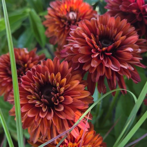 Rudbeckia Rudy Double Red de vanzare în ghiveci preț bun ❤️ FloraPris Rudbeckia Rudy Double Red de vanzare în ghiveci preț bun ❤️ FloraPris