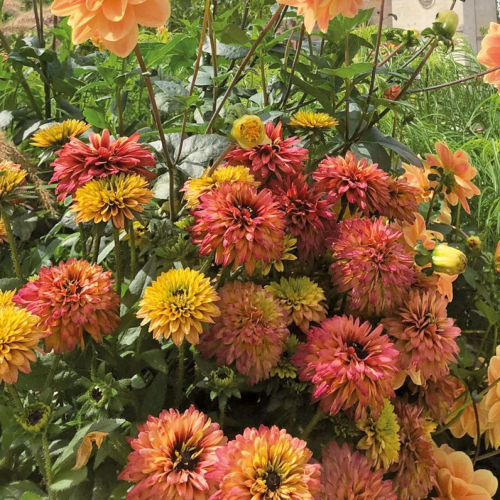 Rudbeckia Rudy Double Red de vanzare în ghiveci preț bun ❤️ FloraPris Rudbeckia Rudy Double Red de vanzare în ghiveci preț bun ❤️ FloraPris