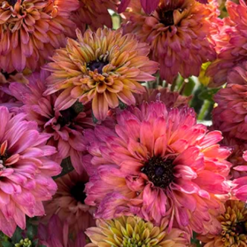 Rudbeckia Rudy Double Red de vanzare la ghiveci preț bun ❤️ FloraPris Rudbeckia Rudy Double Red de vanzare la ghiveci preț bun ❤️ FloraPris