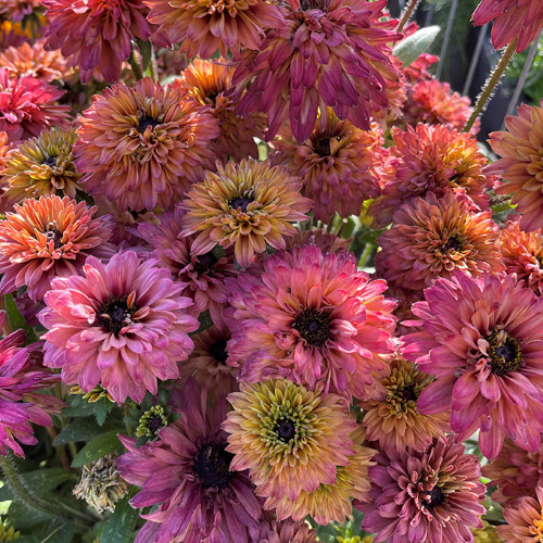 Rudbeckia Rudy Double Red de vanzare la ghiveci ❤️ FloraPris