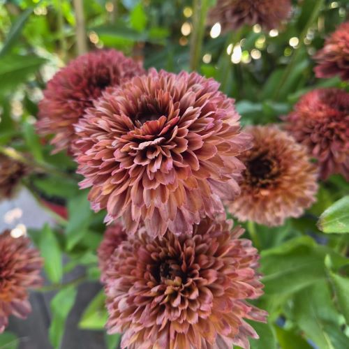Rudbeckia Rudy Double Rose de vanzare la ghiveci ❤️ FloraPris