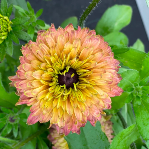 Rudbeckia Rudy Double Rose de vanzare la ghiveci ❤️ FloraPris