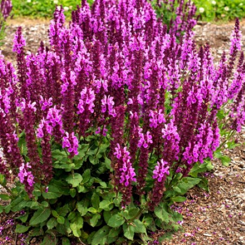 Salvia Mervel Rose de vanzare la ghiveci preț bun ❤️ FloraPris