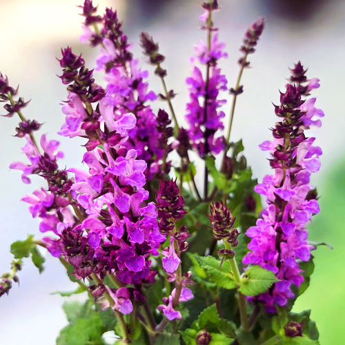 Salvia Marvel Rose de vanzare la ghiveci ❤️ FloraPris