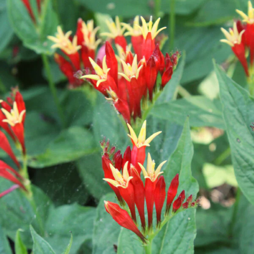 Spigelia Ragin Cajun de vanzare în ghiveci preț bun ❤️ FloraPris Spigelia Ragin Cajun de vanzare în ghiveci preț bun ❤️ FloraPris