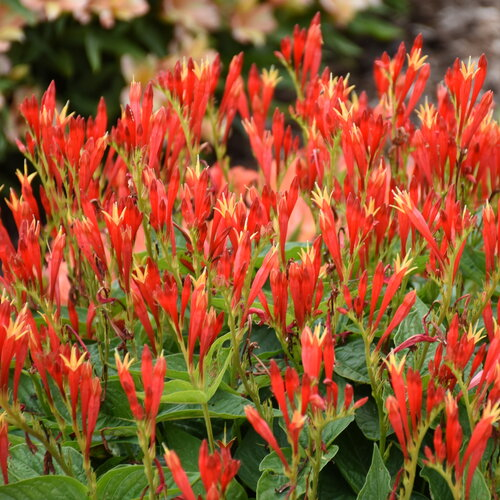 Spigelia Ragin Cajun de vanzare la ghiveci preț bun ❤️ FloraPris