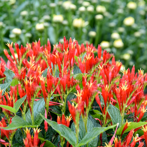 Spigelia Ragin Cajun de vanzare la ghiveci ❤️ FloraPris Spigelia Ragin Cajun de vanzare la ghiveci ❤️ FloraPris