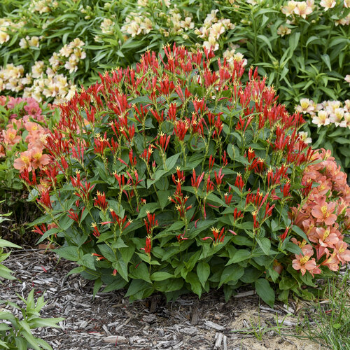 Spigelia Ragin Cajun la ghiveci preț bun ❤️ FloraPris Spigelia Ragin Cajun la ghiveci preț bun ❤️ FloraPris