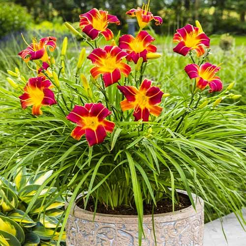 Hemerocallis Everydaylily Red de vanzare la ghiveci preț bun ❤️ FloraPris Hemerocallis Everydaylily Red de vanzare la ghiveci preț bun ❤️ FloraPris