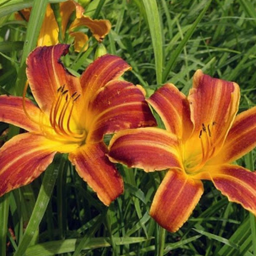 Hemerocallis Everydaylily Red în ghiveci preț bun ❤️ FloraPris