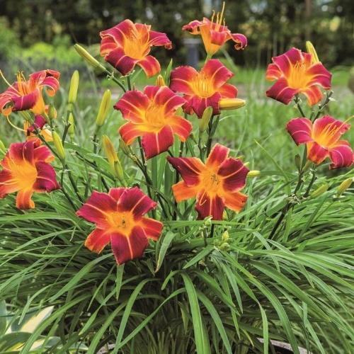 Hemerocallis Everydaylily Red la ghiveci preț avantajos ❤️ FloraPris