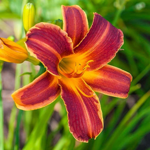 Hemerocallis Everydaylily Red la ghiveci preț bun ❤️ FloraPris Hemerocallis Everydaylily Red la ghiveci preț bun ❤️ FloraPris