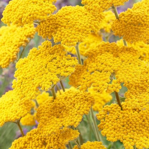 Achillea Coronation Gold de vânzare în ghiveci, preț bun ❤️ FloraPris Achillea Coronation Gold de vânzare în ghiveci, preț bun ❤️ FloraPris
