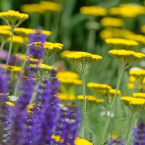 Achillea Coronation Gold de vânzare la ghiveci, preț bun ❤️ FloraPris Achillea Coronation Gold de vânzare la ghiveci, preț bun ❤️ FloraPris